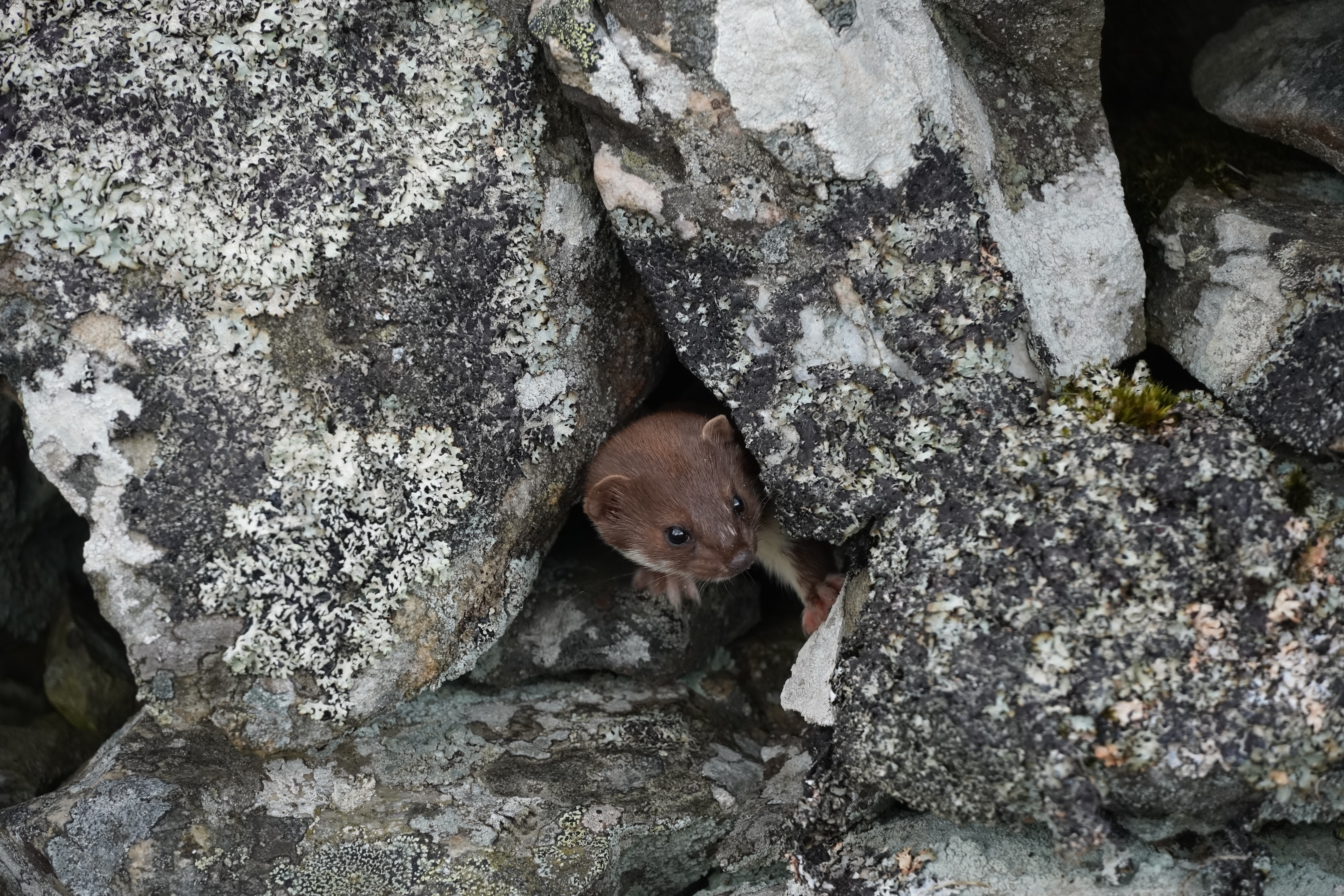 Weasel
